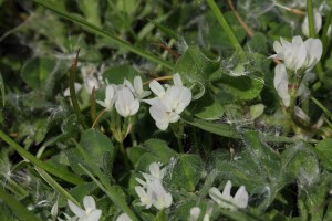 Onderaardse klaver (Trifolium subterraneum) 001 (1200 x 800)